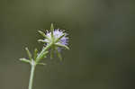 Blueflower eryngo